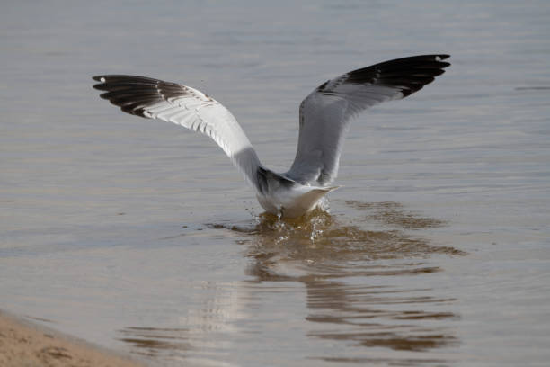 Ringbill Gull is swimming in water as it is fishing just off shore and having good success, The Ringbill is generally a big gull, 17.5 inches in length, has wingspan of 48 inches and weighs 17.6 pounds. View is rear view with wings spread upward to show wingspan and colors.