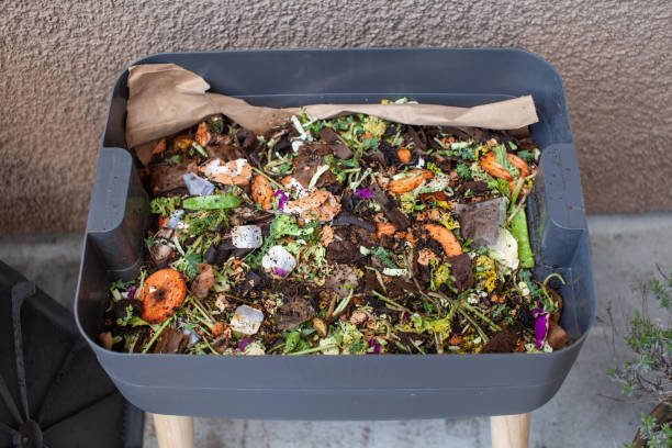 Worms in a feeding tray with fresh food and bedding material in an outdoor vermicomposter. stock photo