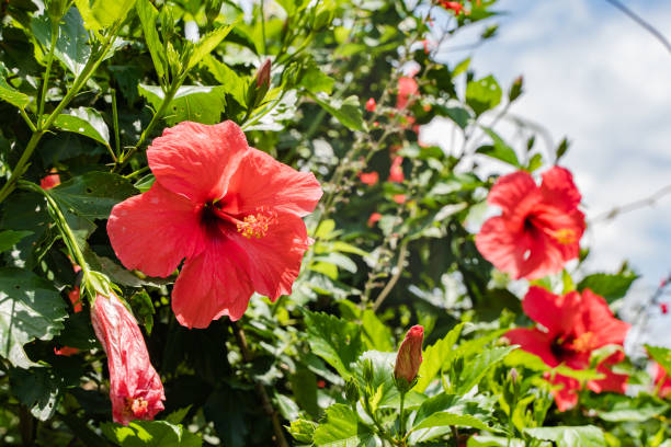Red flowers of Chinese rose, stock photo Red flowers of Chinese rose on bright summer day. Species name - Hibiscus rosa-sinensis  L. Close-up stock photo. rosa chinensis stock pictures, royalty-free photos & images