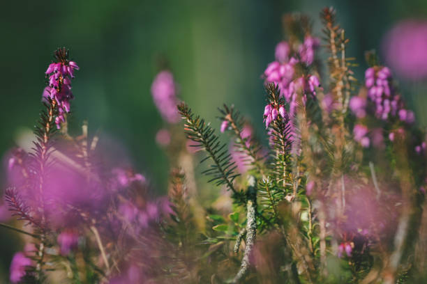 Wild Heather Flowers in Sunlit Forest. Delicate pink-purple heather (Calluna vulgaris) blooming in a sunny forest clearing with soft bokeh background of green trees.