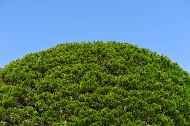 tablero de pino de forma redonda contra cielo despejado - treetop sky tree high section fotografías e imágenes de stock