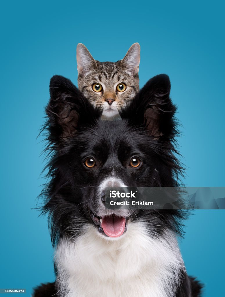 border collie dog portrait with a hiding cat behind border collie dog portrait with a hiding cat behind in front of a blue background Dog Stock Photo