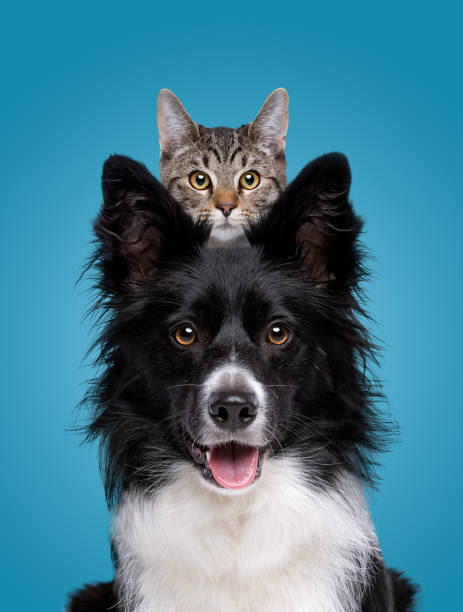 border collie dog portrait with a hiding cat behind border collie dog portrait with a hiding cat behind in front of a blue background animal eye photos stock pictures, royalty-free photos & images