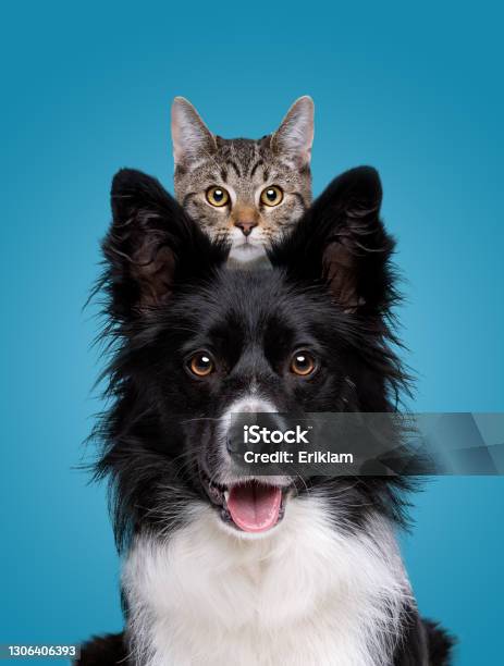 Border Collie Dog Portrait With A Hiding Cat Behind Stock Photo - Download Image Now
