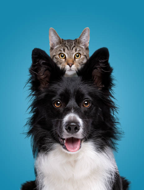 border collie portret psa z ukrywającym się kotem za - dof zdjęcia i obrazy z banku zdjęć