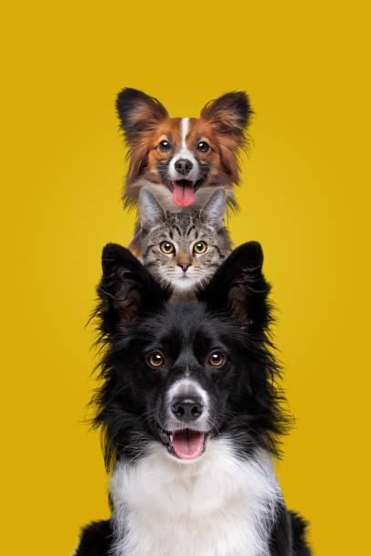 istock two dogs and one cat staring at camera 1306406401