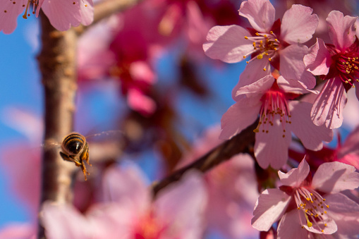 Bees enjoying the pollen from a cherry blossom tree on a beautiful sunny day