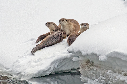 Three otters sitting side by side relaxing on a snow bank, that hangs over the river, after having success catching nice fish.