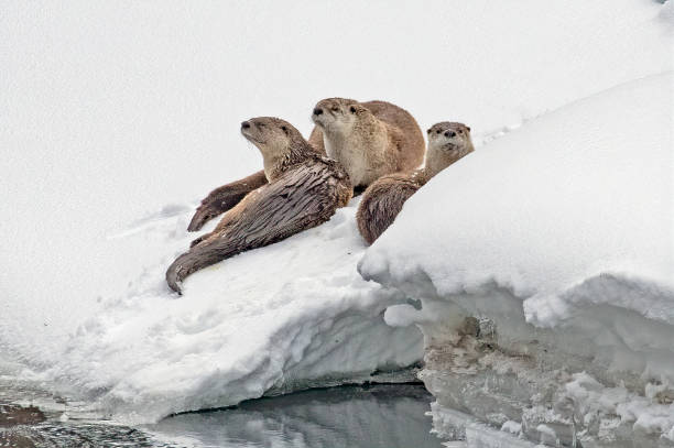 Three otters relaxing on a snow bank that hangs over the river Three otters sitting side by side relaxing on a snow bank, that hangs over the river, after having success catching nice fish. sea otter snow stock pictures, royalty-free photos & images