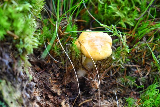 istock Chanterelle mushrooms (Cantharellus cibarius) 1306409627