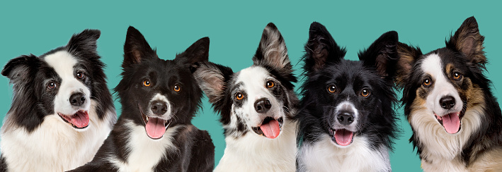 five border collie dog portrait looking at camera in front of a green blue background