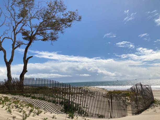 istock The waves roll in just past the sand dune and tree 1306412899