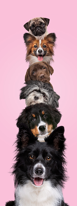 Portrait of six dogs piled up vertically isolated on a pink background