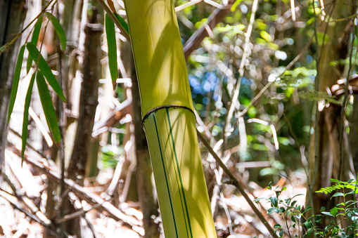 piece of bamboo outdoors in Rio de Janeiro Brazil.