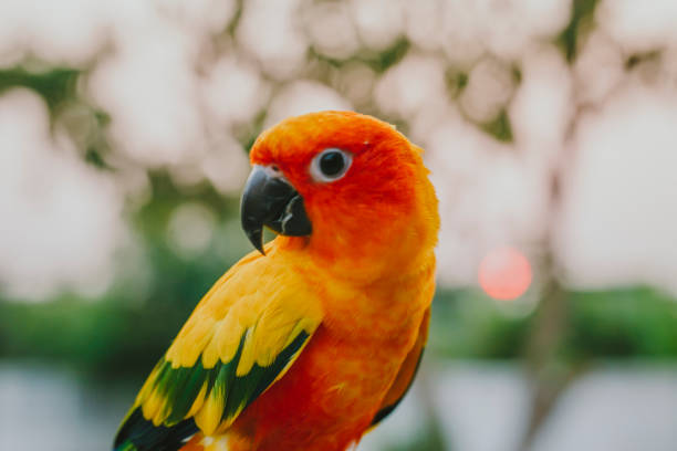 istock Adorable sun conure parrots on hand 1306418410
