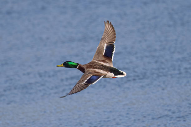 istock Male wild duck flying,  seen in a North California marsh 1306418497