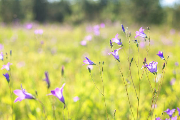 Bright bluebell flower with a soft green background