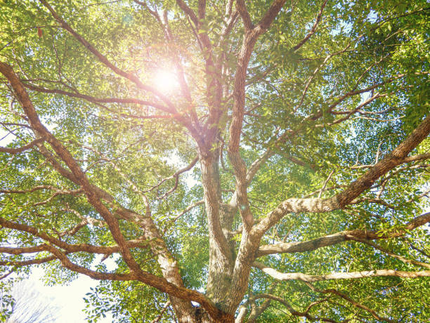 A grand tree A beautiful tree canopy under a bright cheery sky. world environment day stock pictures, royalty-free photos & images