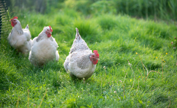 istock Rooster and Chickens. Free Range Cock and Hens 1306421168