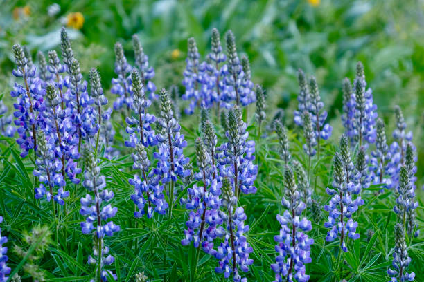 istock Lupine wildflowers in meadows. 1306424916