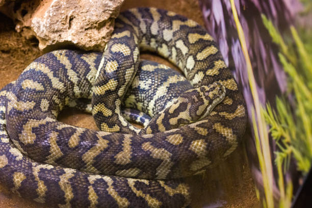 istock wild snake in the zoo 1306425198