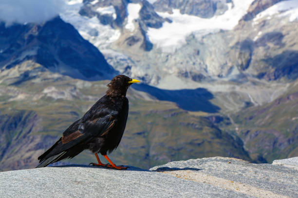 istock Pyrrhocorax graculus in Gornergrat, Switzerland 1306430461