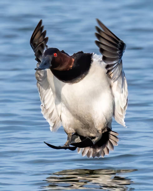 istock Canvasback Duck on the water and in flight 1306430689