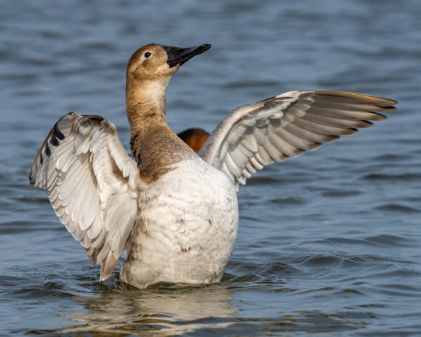 istock Canvasback Duck on the water and in flight 1306430725