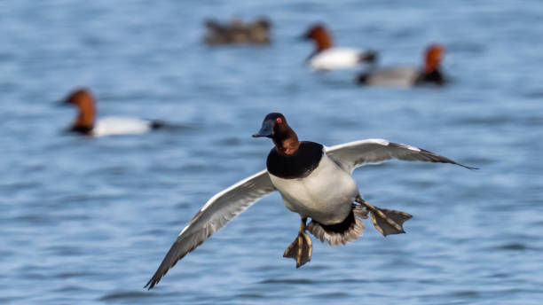 Canvasback Duck on the water and in flight Canvasback Duck on the water and in flight male north american canvasback duck aythya valisineria stock pictures, royalty-free photos & images