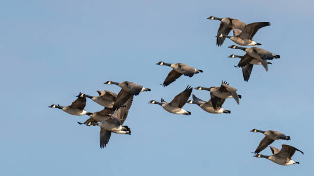 istock Canadian Geese in flight 1306431422