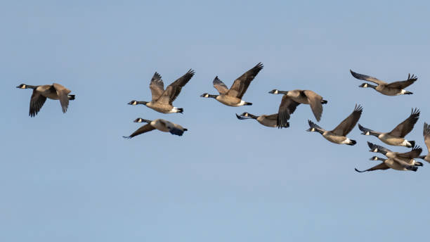 istock Canadian Geese in flight 1306431426