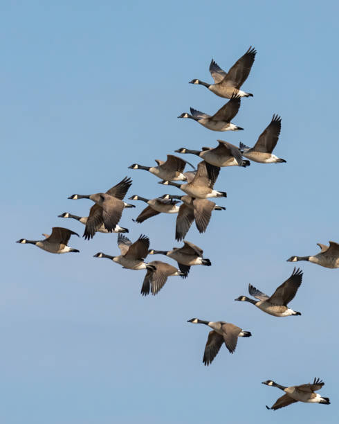 istock Canadian Geese in flight 1306431427