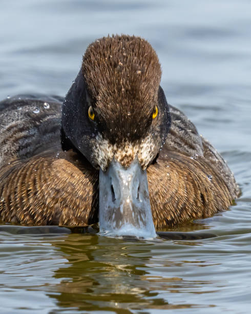 Lesser Scaup Duck on the water and in flight