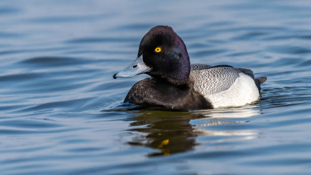 istock Greater Scaup Duck on the water and in flight 1306431521