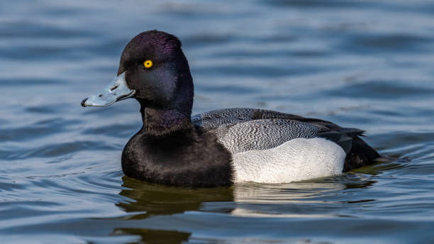 istock Greater Scaup Duck on the water and in flight 1306431526