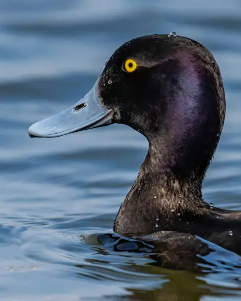 Photo of Greater Scaup Duck on the water and in flight