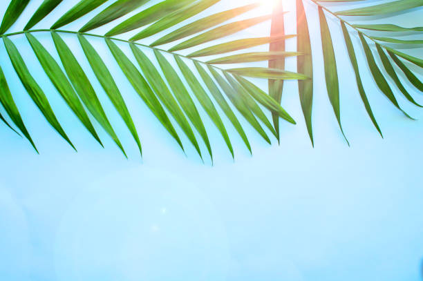 istock Palm tree leaves frame with a blue color background, tropical leaves 1306433224