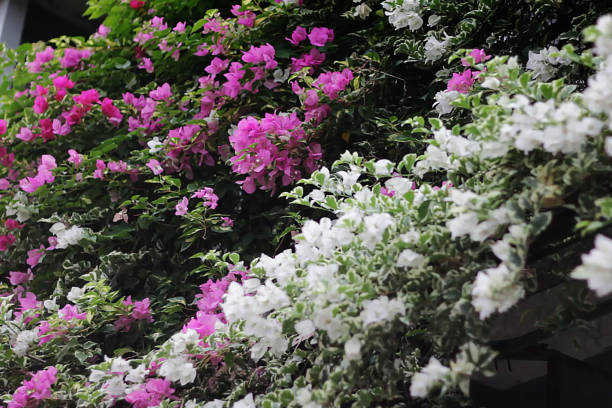 istock bougenville is blooming 1306433305