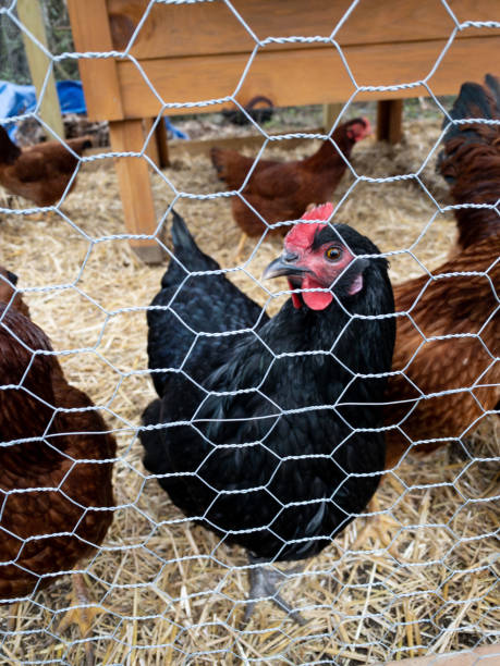 istock A Beautiful Jersey Giant Chicken 1306434234