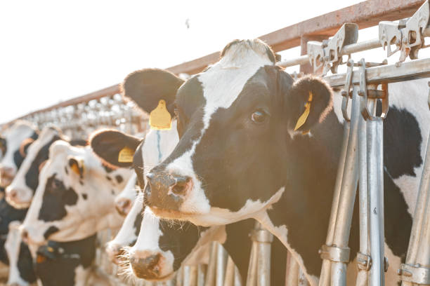 istock Black and white spotty cows on a farm 1306437724