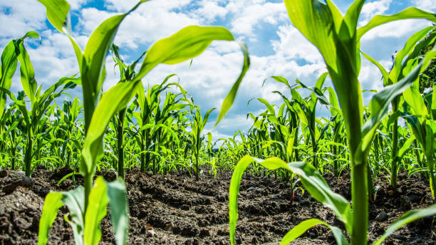 Young Green Corn Plants On Farmland With Tire Print From The Tractor - Extreme Low Angle Shot - Worms-Eye View Young Green Corn Plants On Farmland With Tire Print From The Tractor - Extreme Low Angle Shot - Worms-Eye View field stubble stock pictures, royalty-free photos & images