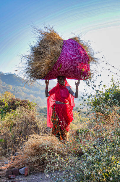 indyjska kobieta niesie siano na głowie w ranakpur, indie - rick zdjęcia i obrazy z banku zdjęć
