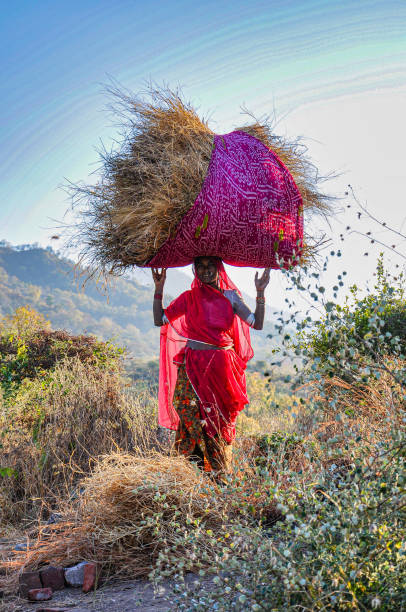 mulher indiana carrega feno na cabeça em ranakpur, índia - rick - fotografias e filmes do acervo