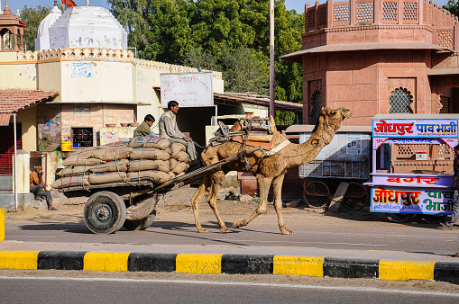 Bikaner, India - Dec 29, 2019: Camel carts transporting goods in Bikaner's market. Bikaner, Rajasthan in India