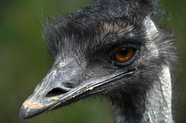 istock Portrait of a young ostrich 1306440618