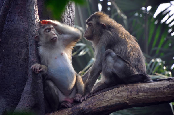 relation intime de deux singes - 2548 photos et images de collection