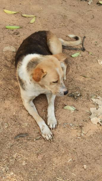 istock The Indian pariah dog.. 1306441590