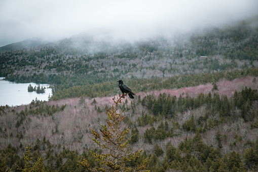 Black raven on a pine tree.\nAcadia National Park, USA.