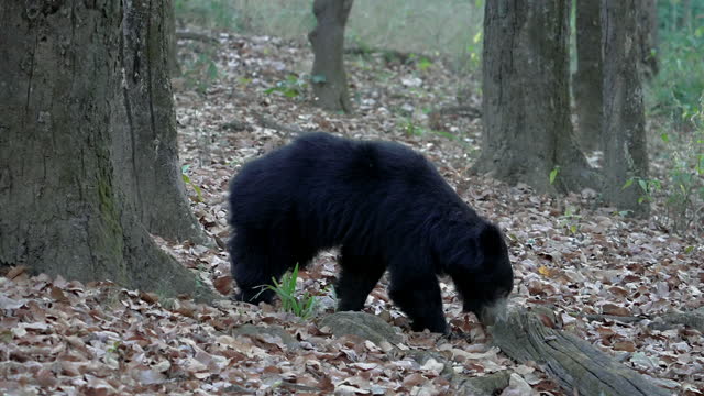 A sloth bear grazing in a central forest in India in slow motion