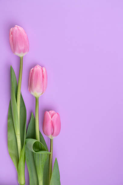 istock Three pink tulips lie on a pink background, copy-space 1306443832